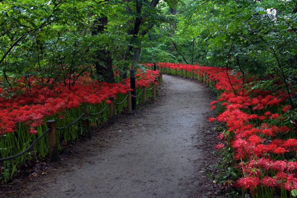폭 80~200m, 길이 1.6km로 약 21만㎡(6만3000평)의 면적의 경남 함양 상림은 지금 붉은 물감을 확 뿌려 놓은 듯 붉게 빛나는 꽃무릇으로 가득하다.