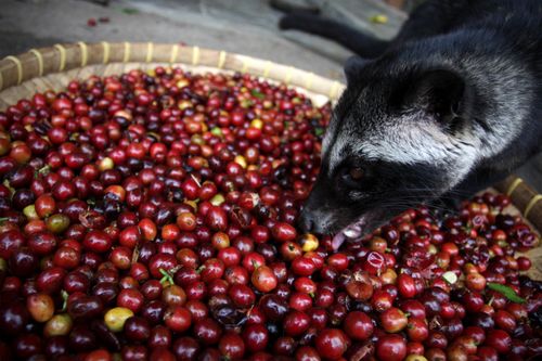 커피 열매를 섭취하는 인도네시아 사향고양이 '루왁'