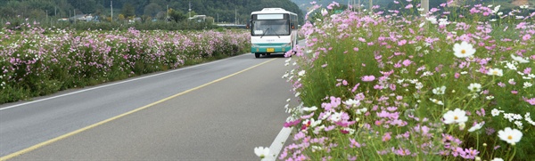 거창군 웅양면 국도의 코스모스길.