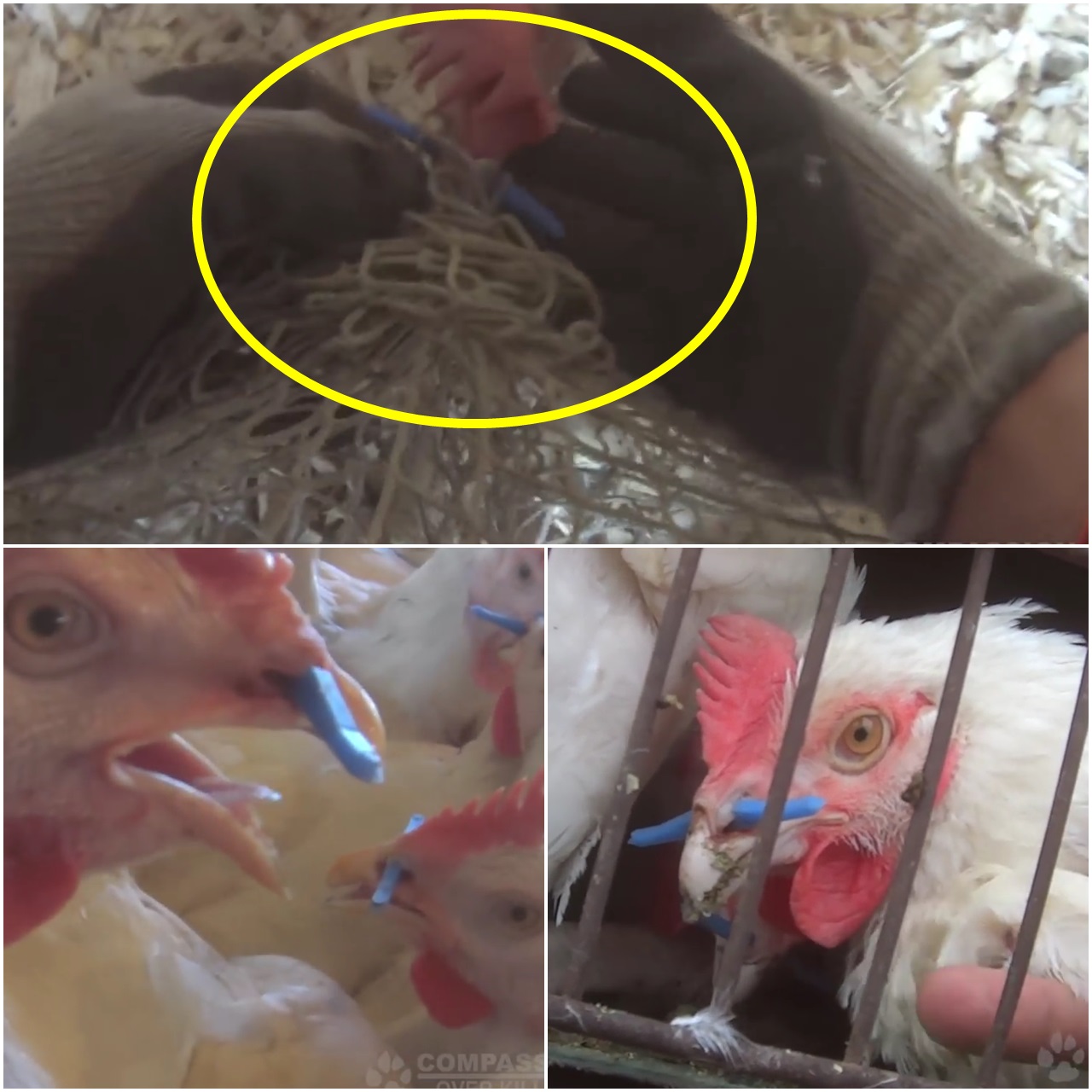 콧구멍의 플라스틱 막대가 그물망에 걸린 수탉(위 사진 노란색 원)을 동물보호 활동가가 구조하고 있다. 미국 동물보호단체  '도살에도 자비를(Compassion Over Killing)'이 유튜브에 공개한 영상 캡쳐.