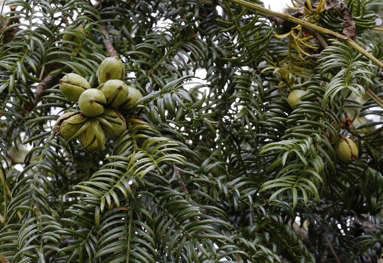비자나무에 달려있는 열매. 이맘때 비자림에서 흔히 볼 수 있는 풍경이다.