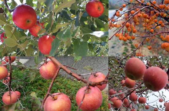 개나리가 봄의 전령이라면 가을의 전령은 역시 사과! (윗줄 왼쪽은 평광동 최고령 홍옥 사과, 오른쪽은 꽃사과, 아랫줄 사진 둘은 평광동 사과) 