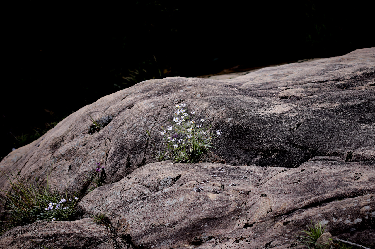 바위틈에 피어난 꽃들 쑥부쟁이와 산부추가 바위틈에 뿌리를 내리고 피어있다.