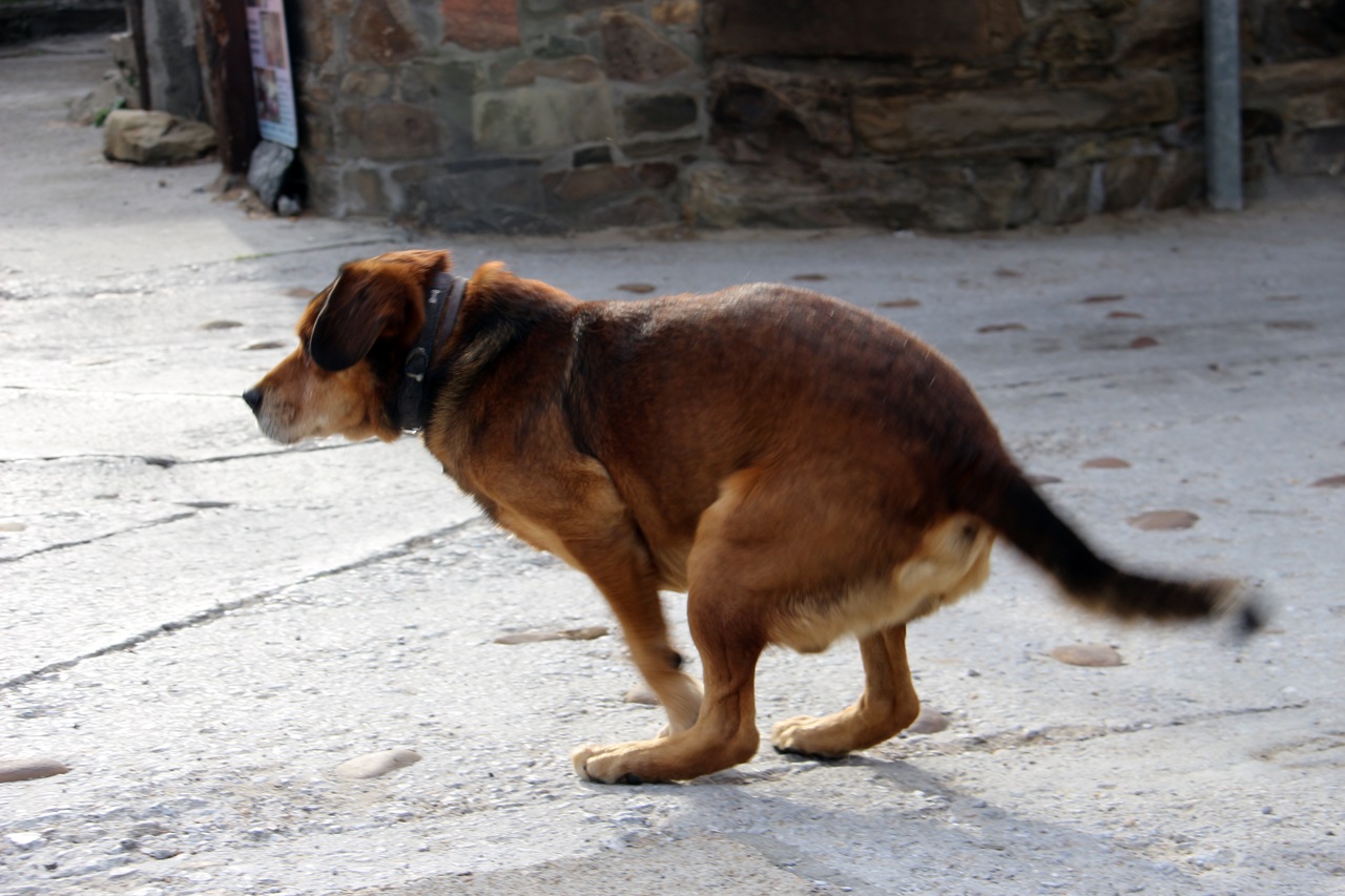 엘 아세보에서 만난 다리가 3개 있는 개 다리가 3개지만 활기차게 뛰어다녔다.