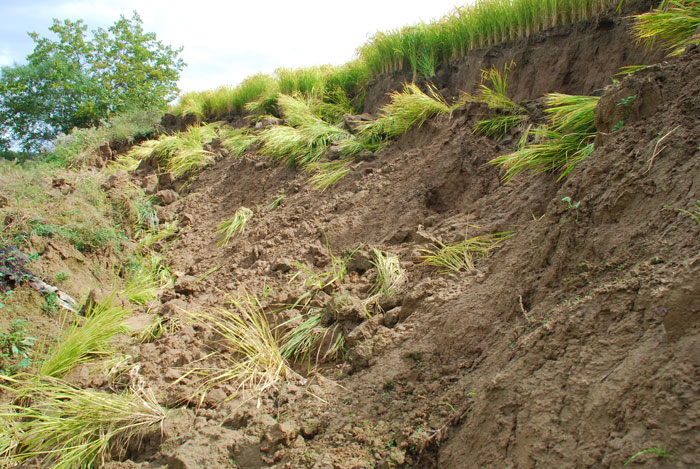 농경지에 심어놓은 나락이 역행침식으로 강물 속으로 무너져 내리고 있다. 지난 2013년부터 역행침식이 해마다 반복되고 있다. 