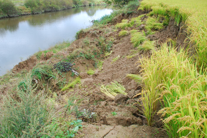 농경지에 심어놓은 나락이 역행침식으로 강물 속으로 무너져 내리고 있다. 지난 2013년부터 역행침식이 해마다 반복되고 있다. 