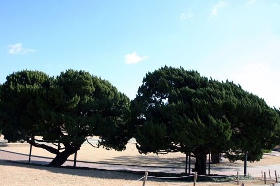 이등박문과 순종이 심은 것으로 '추정'되고 있는 두 그루 일본향나무가 달성공원 중심부에 '잘' 자라 있다. 