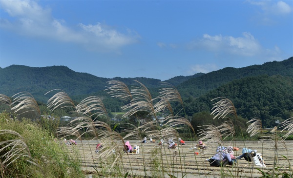  거창 남상면 대산리 들녘의 마늘 파종.