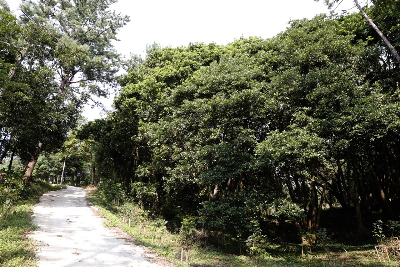 가우도의 명물 후박나무 군락지. 수령 수십 년 된 후박나무 200여 그루가 군락을 이루고 있다.