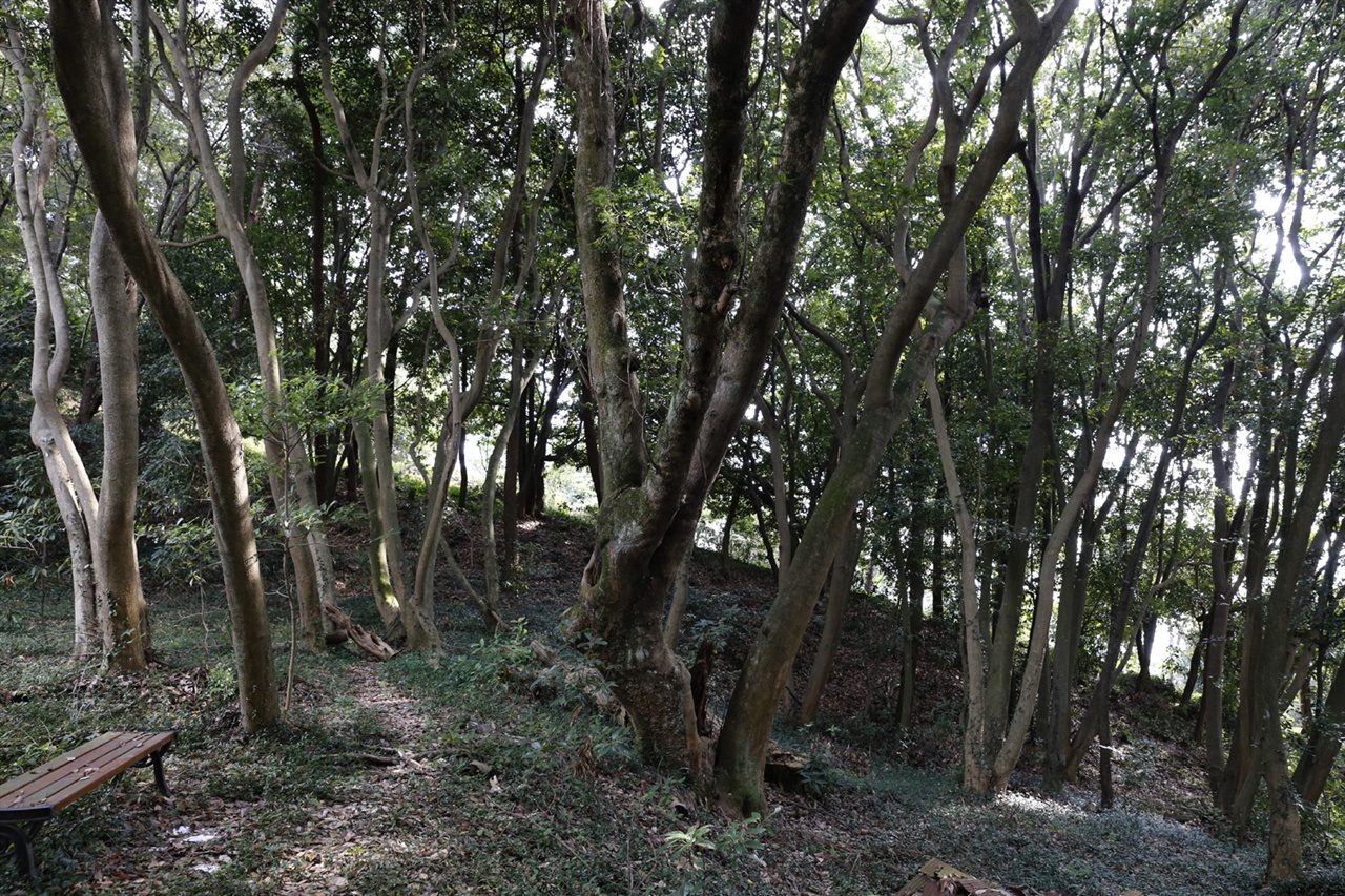 가우도의 후박나무 군락지. 수십 년 된 후박나무 200여 그루가 무리지어 있다. 그 숲에 잠시 쉴 만한 나무의자가 놓여 있다.