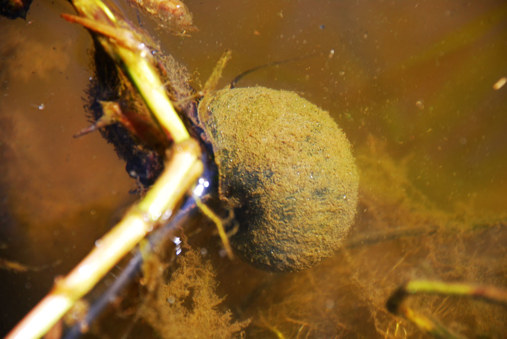 금강에서 최초 발견된 왕우렁이는 저수지나 늪지, 논 등에서 서식한다. 국제자연보전연맹(IUCN)은 왕우렁이를 '세계 100대 최악의 침입외래종'으로 지정했다. 