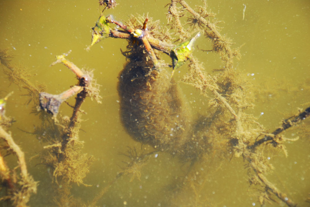 금강에서 발견된 큰빗이끼벌레.