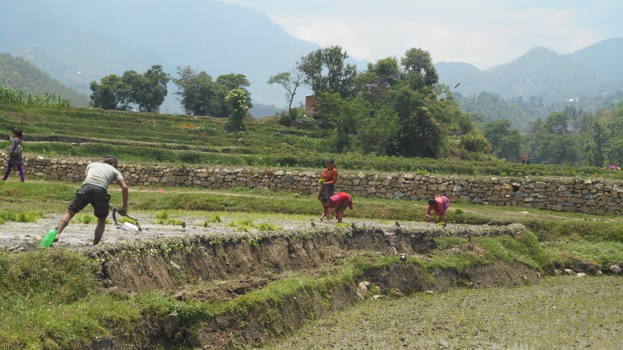 손모내기가 한창인 네팔 시골 마을.  