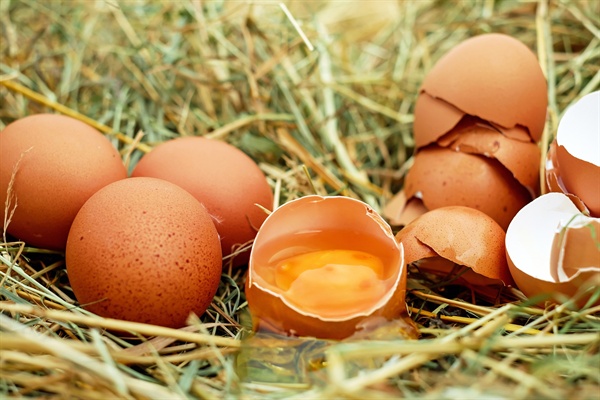 계란은 산전·산후 여성에게 도움이 된다.