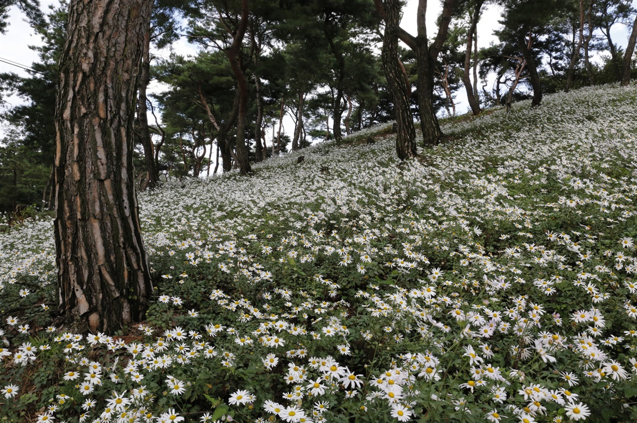 곡성 충의공원에 활짝 피어있는 구절초 무리. 소나무 숲에 흡사 하얀 눈이라도 내린 것처럼 하얗게 뒤덮여 있다.