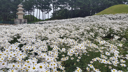 경주 서악동삼층석탑 구절초만개