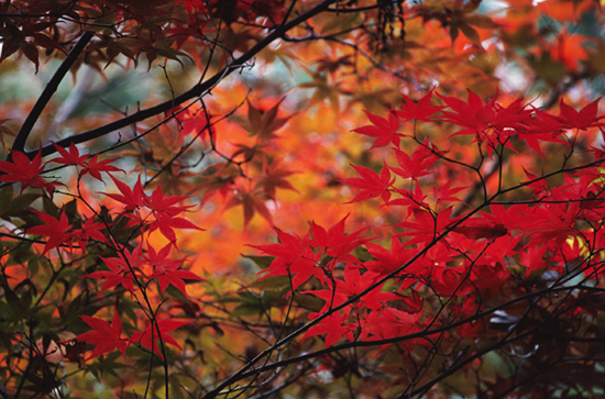 붉게 타오르는 가을 산의 정취는 우리를 행복하게 하고도 남을 것 같습니다. 