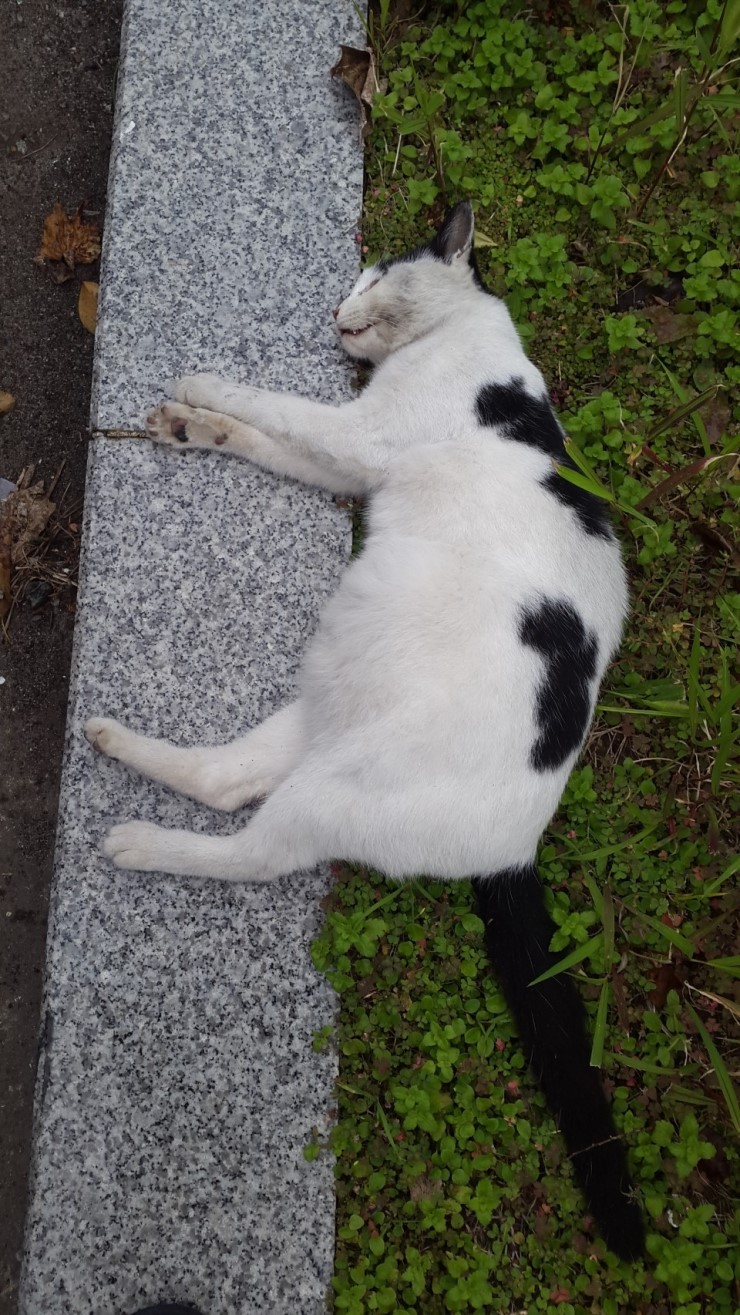 연이어 살해된 채 발견된 고양이 