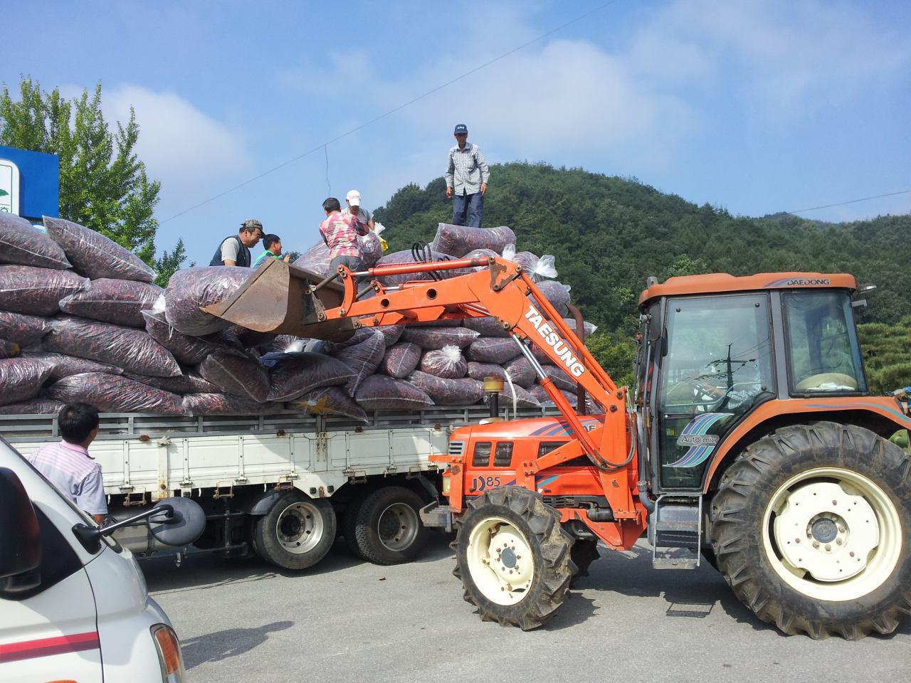 예천의 고추농가와 계약 재배한 고추를 수집하는 날, 5톤 트럭과 트렉터 동원