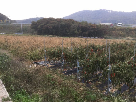 미처 수확하지 못한 고추와 콩들 누렇게 익어가는 콩, 붉게 물든 고추 하지만 수확할 이가 없는 것일까?