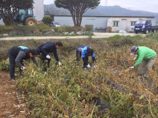 파업중인 김종필씨도 다른 노동자들과 함께 콩을 수확하고 있다.