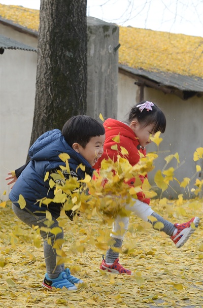  거창 의동마을 은행나무길.