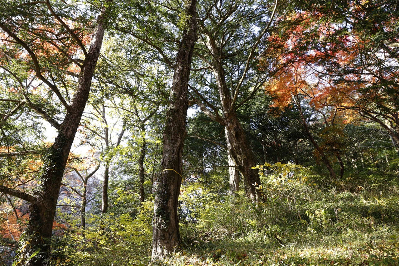  백양사의 비자나무 숲. 천연기념물로 지정돼 있다.