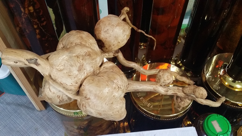 소나무 뿌리에 기생하는 버섯 송복령이다. 