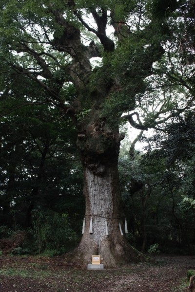 거대한 신목인 녹나무