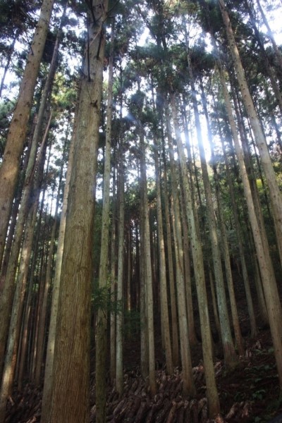 삼나무 숲이 정말 대단