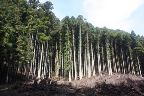 간벌을 하고 있는 삼나무 숲