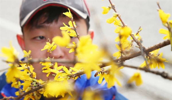  22일 함양 상림공원 인근 도로변에 핀 개나리꽃.