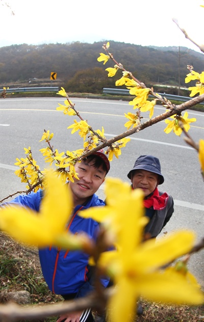  22일 함양 상림공원 인근 도로변에 핀 개나리꽃.