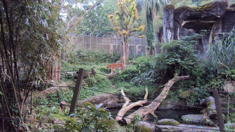 세상에서 가장 행복한 동물원은 그들의 원래 고향 '자연'일 겁니다. 