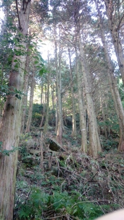 하단부의 삼나무 숲