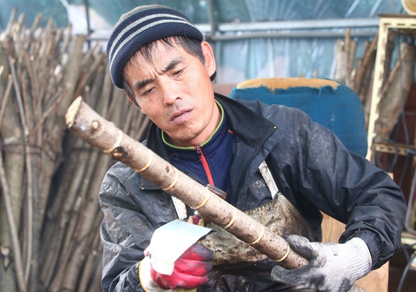  함양 마천면 금계마을 안재호(55)씨의 옻 채취.