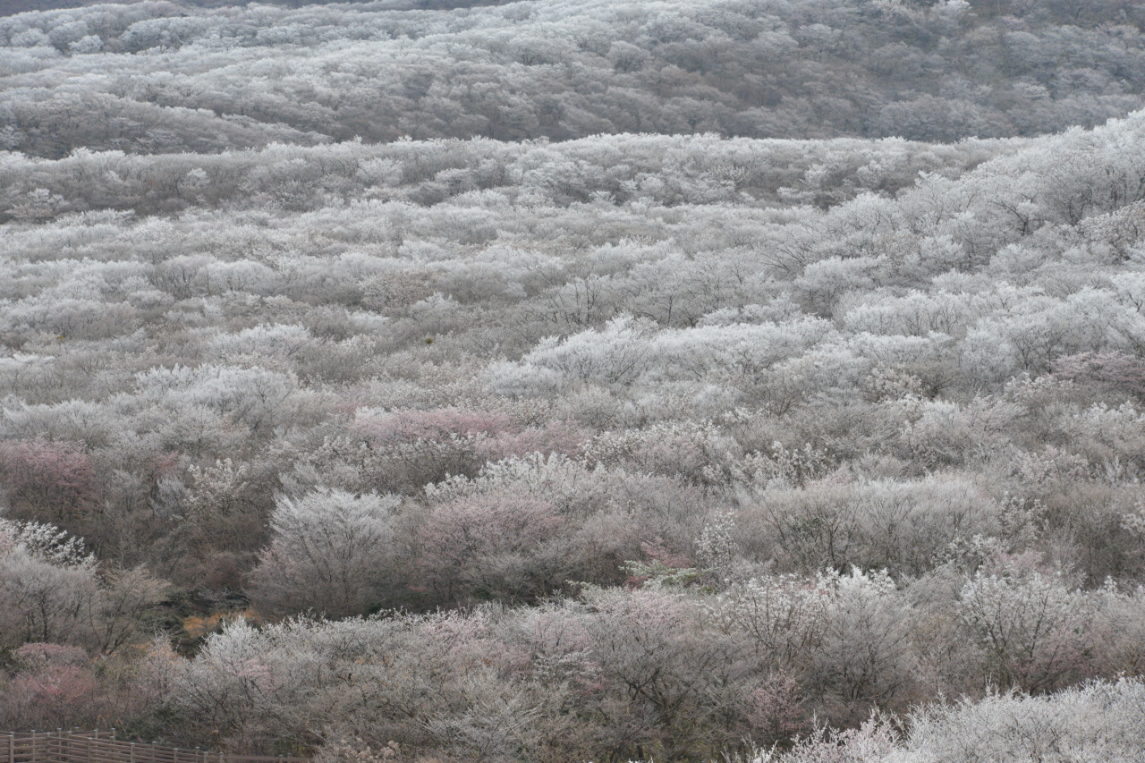  한라산 1100고지에 핀 상고대