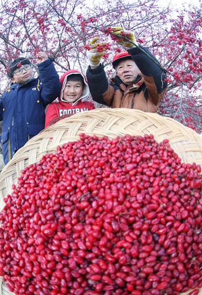  함양 백전면 운산마을의 산수유 수확.