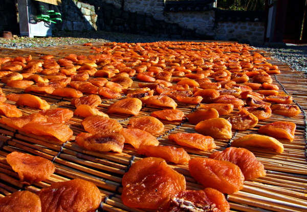  산청 지역특산품인 지리산 곶감이 마을 곳곳에 꾸득꾸득 익어간다.