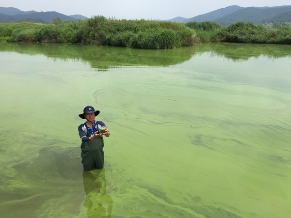 낙동강을 뒤덮은 녹조라떼. 2012년부터 매년 심각한 녹조현상이 반복되고 있다.   