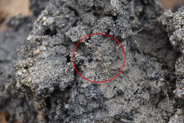 낙동강 바닥에서 퍼올린 썩은 뻘과 그 안에 살고 있는 유일한 생명체인 실지렁이. 환경부 지정 4급수 지표종이다.