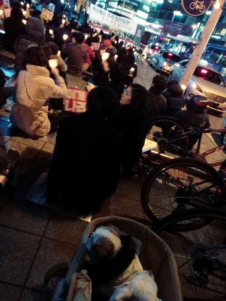 1일 오후 7시 대전타임월드백화점 앞에서 열린 촛불행동을 애완견이 지켜보고 있다.