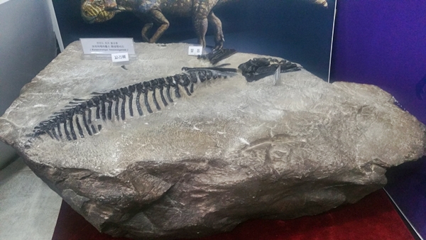 전곡항에서 발견된 뿔공룡의 화석 