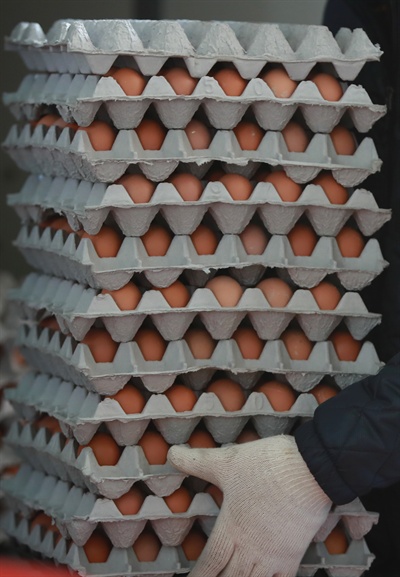 16일 오후 서울 마포농수산물센터 내 계란 도매상에서 상인이 농장에서 도착한 계란을 신선실로 옮기고 있다. 고병원성 인플루엔자(AI) 확산에 따른 계란 수급 불안 현상이 심화되면서 이 도매상점의 경우 농장에서 수급되는 계란의 양이 10분의 1로 줄었다고 설명했다.