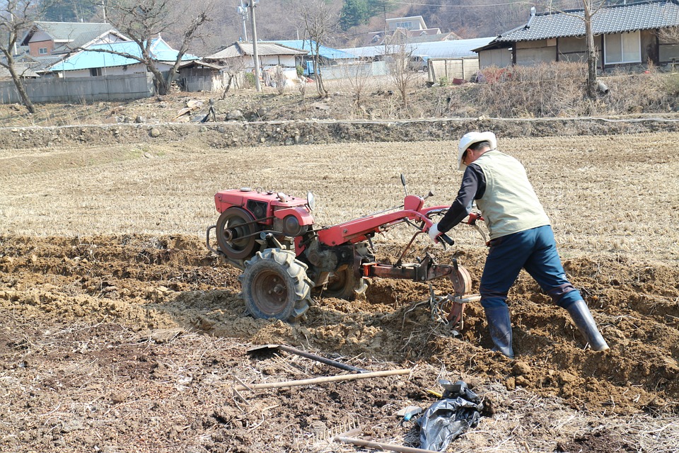  조씨와 이야기하다 보면 달구지 끌고 논에 가서, 손에 퉤퉤 침 뱉으며 소 쟁기질하던 이야기며, 여름이면 천렵을 하고, 겨울이면 질퍽한 논에서 삽질로 미꾸라지도 잡던 이야기가 절로 나온다. 