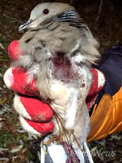 22일 오후 창원 가음정공원에서 가슴에 상처를 입은 '멧비둘기'가 발견되었다.