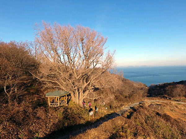 수령 5백년된 은행나무가 겨울이라 옷을 벗었다. 가을에 풍도해역을 지나는 뱃사람들이 이 은행나무의 단풍을 보고 풍도인가 아닌가를 구분했다고 한다. 