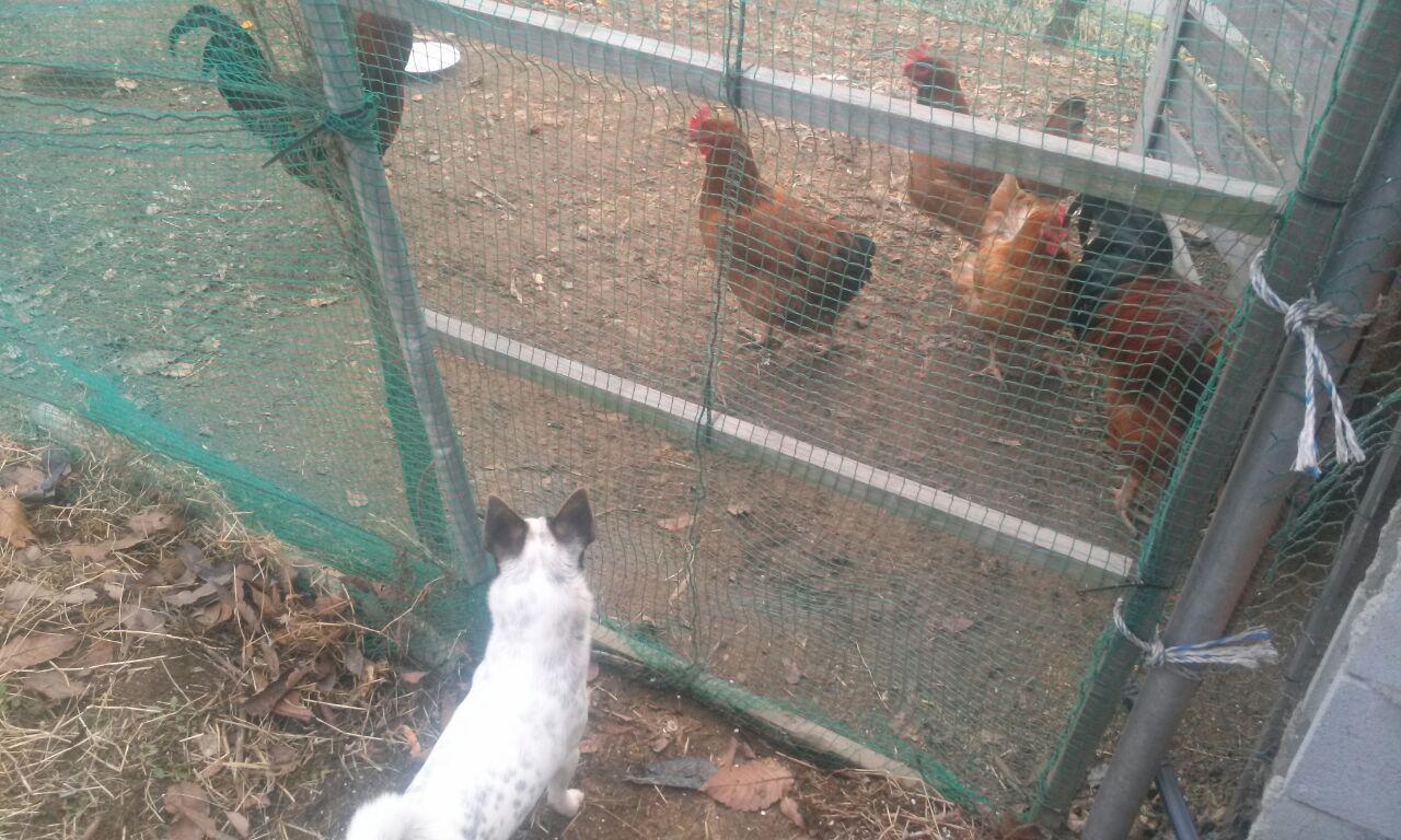 호기심 많은 우리 집 멍멍이, '망울이'는 평소 닭장에 관심이 많습니다. 망울이는 특히 달걀 노른자를 좋아합니다.