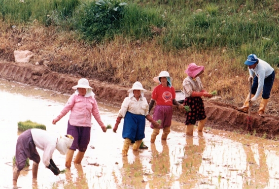 논에서 모심으며 노래하는 시골 아낙들(1980년대)
