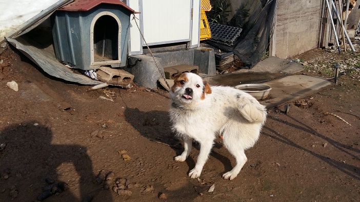 지난 27일 홍성군 은하면 내남마을 회관 뒷편의 한 시골집 앞이다. 지난 봄 구조된 강아지 모이가 부쩍 자라있었다. 